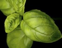 Organic Exotic Basil Essential Oil (Ocimum basilicum)