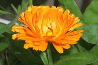 Organic Calendula Extract (Calendula officinalis/helianthus annuus)