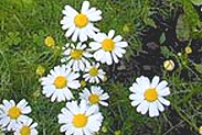Organic Roman Chamomile Essential Oil (Anthemis nobilis)