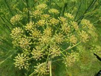 Organic Sweet Fennel Essential Oil (Foeniculum vulgare)