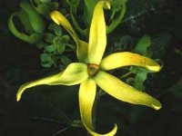 Organic Ylang Ylang Extra Essential Oil (Cananga odorata var. genuina)