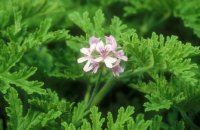 Organic Rose Geranium Essential Oil (Pelargonium graveolens)
