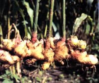 Organic Ginger Essential Oil (Zingiber officinale)