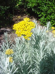Organic Helichrysum Essential Oil (Helichrysum italicum)