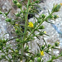 Organic Sweet Inula Essential Oil (Inula graveolens)