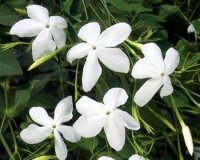 Organic* Non-Certified Jasmine Absolute (Jasminum grandiflorum)