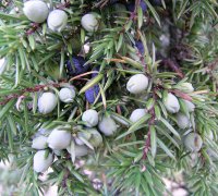 Organic Juniper Berry Essential Oil (Juniperus communis)