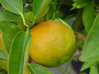 Organic Green Mandarin Essential Oil (Citrus reticulata)