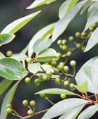 Organic May Chang Essential Oil (Litsea cubeba)