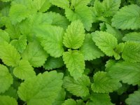 Organic Melissa Essential Oil - Lemon Balm (Melissa officinalis)
