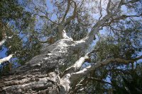 Organic Niaouli Essential Oil (Melaleuca quinquenervia)