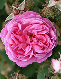 Organic* Non-Certified Rose Absolute (Rosa damascena)