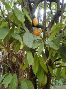 Organic Cocoa Butter (Theobroma cacao)