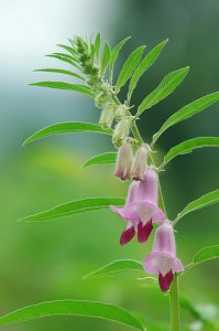 Organic Sesame Oil (Sesamum indicum)