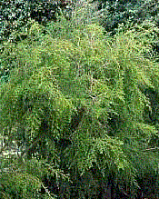 Organic Tea Tree Essential Oil (Melaleuca alternifolia)