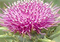 Organic Milk Thistle Oil (Silybum marianum)