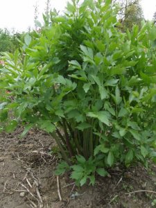 *NEW* Organic Lovage Leaf Essential Oil (Levisticum officinale)