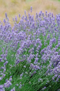 Organic Lavandin Grosso Essential Oil (Lavandula hybrida grosso)