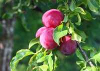 Organic Plum Kernel Oil (Prunus domestica)