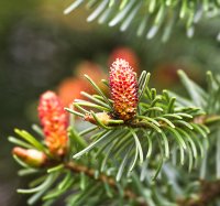 Organic Grand Fir Essential Oil (Abies grandis) 
