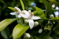Organic* Non-Certified Neroli Absolute (Citrus aurantium var. amara)