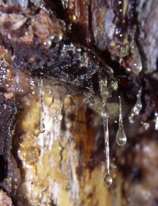 Organic Turpentine Resin Essential Oil (Pinus pinaster)