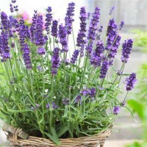 Organic English Lavender Essential Oil (Lavandula angustifolia)