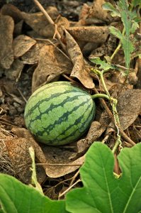 Organic Watermelon Seed Oil (Citrullus lanatus)
