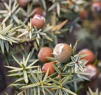 Organic Cade Wood Essential Oil (Juniperus oxycedrus)