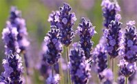 Organic Spike Lavender Essential Oil (Lavandula latifolia/spica)