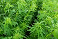 Organic Hemp Essential Oil (Cannabis sativa)