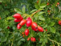 Organic Rosehip Oil (Rosa canina)