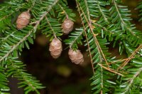 *NEW* Organic Hemlock Spruce Essential Oil (Tsuga canadensis)