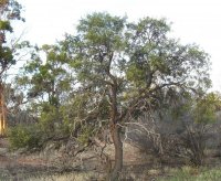 Organic Sandalwood Essential Oil (Santalum spicatum)