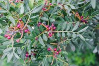 *NEW* Organic Mastic Tree Essential Oil (Pistacia lentiscus)